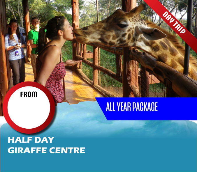 Half Day Giraffe Centre - Domestic Package