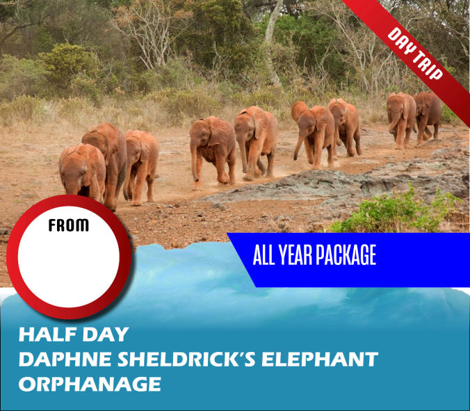 Half Day Daphne Sheldricks Elephant Orphanage Package